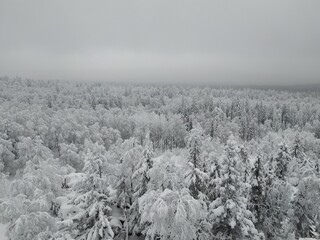 snow covered trees