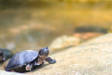 Cute black marsh turtle (Siebenrockiella crassicollis) also known as black marsh turtle, smiling terrapin, and Siamese temple turtle is a freshwater turtle endemic to Southeast Asia.