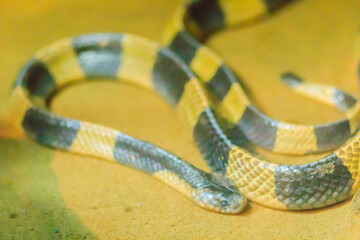 Highly venomous, the Banded Krait has high contrast yellow and black banding evenly spaced running the length of the body.