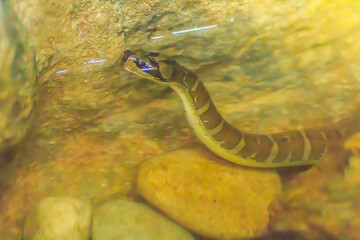 Cute Masked water snake, Puff-faced water snake (Homalopsis buccata) in the water.