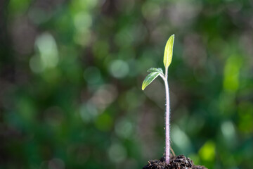 plant seedling growing symbol for clean energy and saving the environment