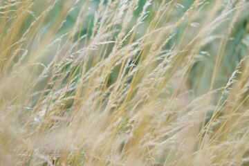 wheat field in the wind