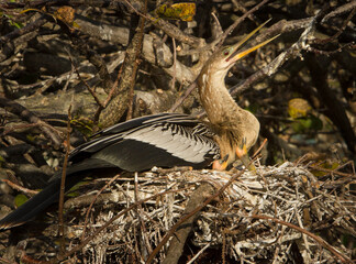 A female anhinga in her nest with two hungry chicks. The anhinga, sometimes called snakebird,...