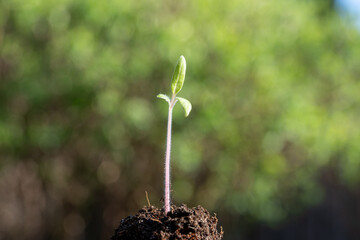 plant seedling growing symbol for clean energy and saving the environment