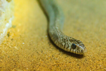 Banded Rat Snake, or the Oriental Rat Snake (Ptyas Mucosus) from the wild in Thailand. Banded Rat Snake is a non-toxic land snake that limits household rats and found throughout all parts of Thailand.
