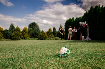 Obraz premium flower on the grass