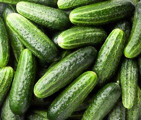 Fresh cucumbers, background of cucumbers. The view from top