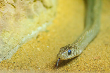 Banded Rat Snake, or the Oriental Rat Snake (Ptyas Mucosus) from the wild in Thailand. Banded Rat Snake is a non-toxic land snake that limits household rats and found throughout all parts of Thailand.