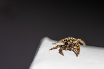Jumping Spider (Marpissa Muscosa) on a plant leaf in germany
