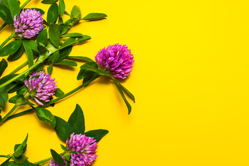 Fototapeta premium clover flowers on yellow background with copy space
