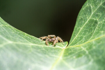 Jumping Spider (Marpissa Muscosa) on a plant leaf in germany