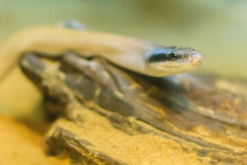 Stripe-tailed Racer, or Cave-dwelling Racer snake in the cave. It's also known as Cave Dweller, Cave Dwelling Snake, Cave Racer, Ridley’s Racer, Ridley’s Rat Snake.