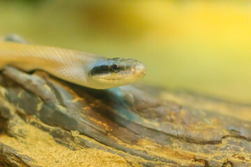 Stripe-tailed Racer, or Cave-dwelling Racer snake in the cave. It's also known as Cave Dweller, Cave Dwelling Snake, Cave Racer, Ridley’s Racer, Ridley’s Rat Snake.