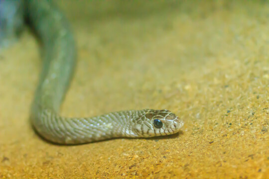 Banded Rat Snake, or the Oriental Rat Snake (Ptyas Mucosus) from the wild in Thailand. Banded Rat Snake is a non-toxic land snake that limits household rats and found throughout all parts of Thailand.