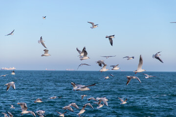 Fototapeta na wymiar A flock of seagulls over the sea