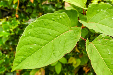 The fast-growing, invasive, plant Japanese Knotweed or 'Polygonum cuspidatum' or Fallopia japonica'