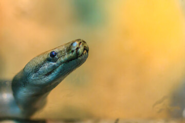 Cute Green Burmese Python in the forest. The Burmese python (Python bivittatus) is one of the five largest species of snakes in the world