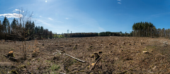 felled trees symbol for the forest dieback in germany due to environmental change