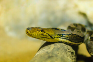 Cute Reticulated Python(Regal Python) Python reticulatus is light yellowish to brown on the dorsal portion of their bodies with black lines extending from the ventral area of the eyes diagonally down