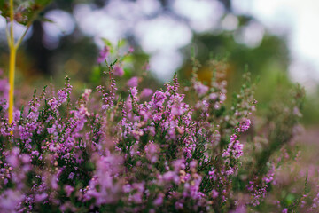 A close up of a flower