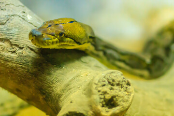 Cute Reticulated Python(Regal Python) Python reticulatus is light yellowish to brown on the dorsal...