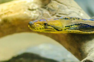 Cute Reticulated Python(Regal Python) Python reticulatus is light yellowish to brown on the dorsal portion of their bodies with black lines extending from the ventral area of the eyes diagonally down