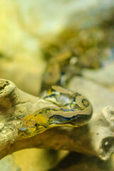 Cute Reticulated Python(Regal Python) Python reticulatus is light yellowish to brown on the dorsal...