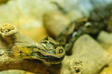 Cute Reticulated Python(Regal Python) Python reticulatus is light yellowish to brown on the dorsal portion of their bodies with black lines extending from the ventral area of the eyes diagonally down