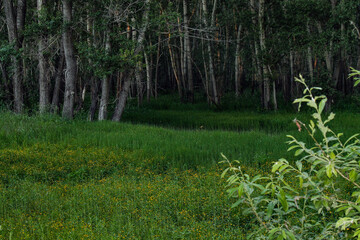 spring in the forest