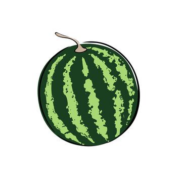 Whole watermelon on white background. Vector illustration