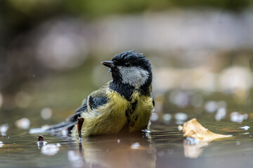 Obraz na płótnie Canvas Great tit bathing in a shallow pool in the woods