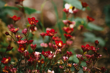 Obraz premium red flowers in the garden