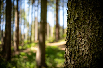 tree in the woods with selective focus