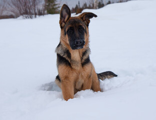 German shepherd sitting in deep white snow