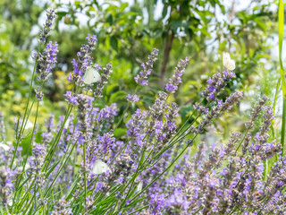 White butterfly with big eyes and antenna on purple lavender flower in summer