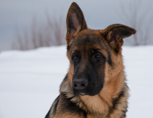 German shepherd close up portrait in winter with white snow