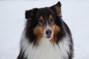 Shetland sheepdog in white snow close up of face