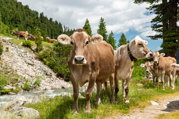 cows in the alps