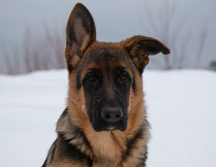 German shepherd close up portrait in winter