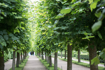 Green Alley in Petergof Park Summer Time