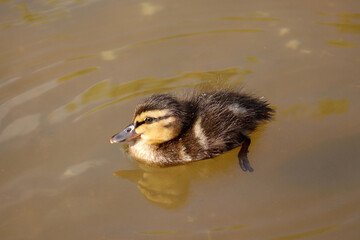 Mallard duckling swimming in a summer lake. Portrait of wild baby bird