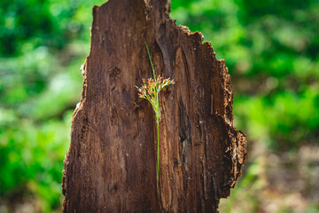 tree trunk with little flower