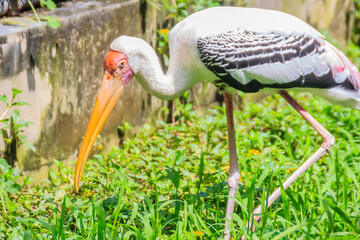Cute Lesser adjutant stork in the nature. The lesser adjutant (Leptoptilos javanicus) is a large...
