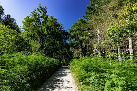 Naturaleza por el Parque de Gorbea, Araba Alava