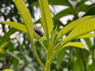 The housefly, Fly, Housefly on a leaf