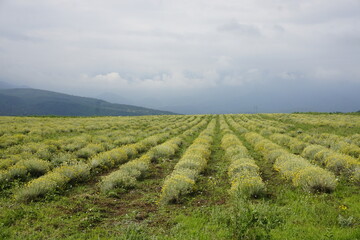 Fototapeta na wymiar plantation of herbs