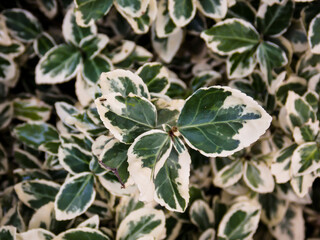 hepatica nobilis rosea leaf macro