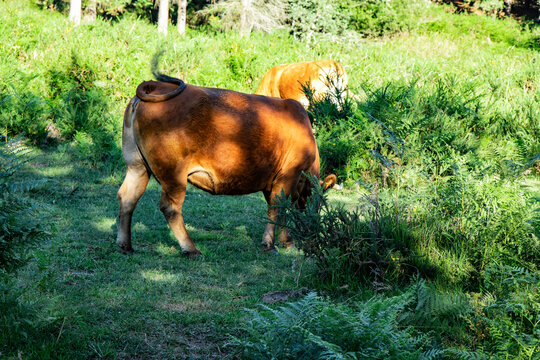 Naturaleza por el Parque de Gorbea, Araba Alava
