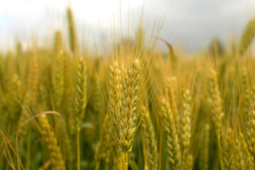 A new crop of wheat is growing on the field, close-up