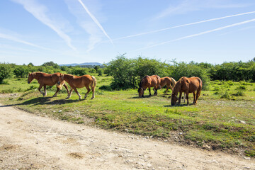 Paseo por la Naturaleza de acceso al Nervion